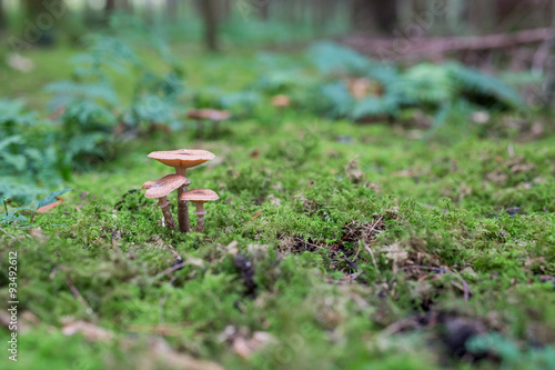 Pilze im Märchenwald