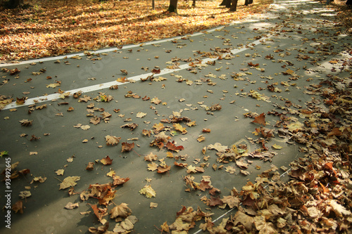 background of fallen leaves on the asphalt in the city