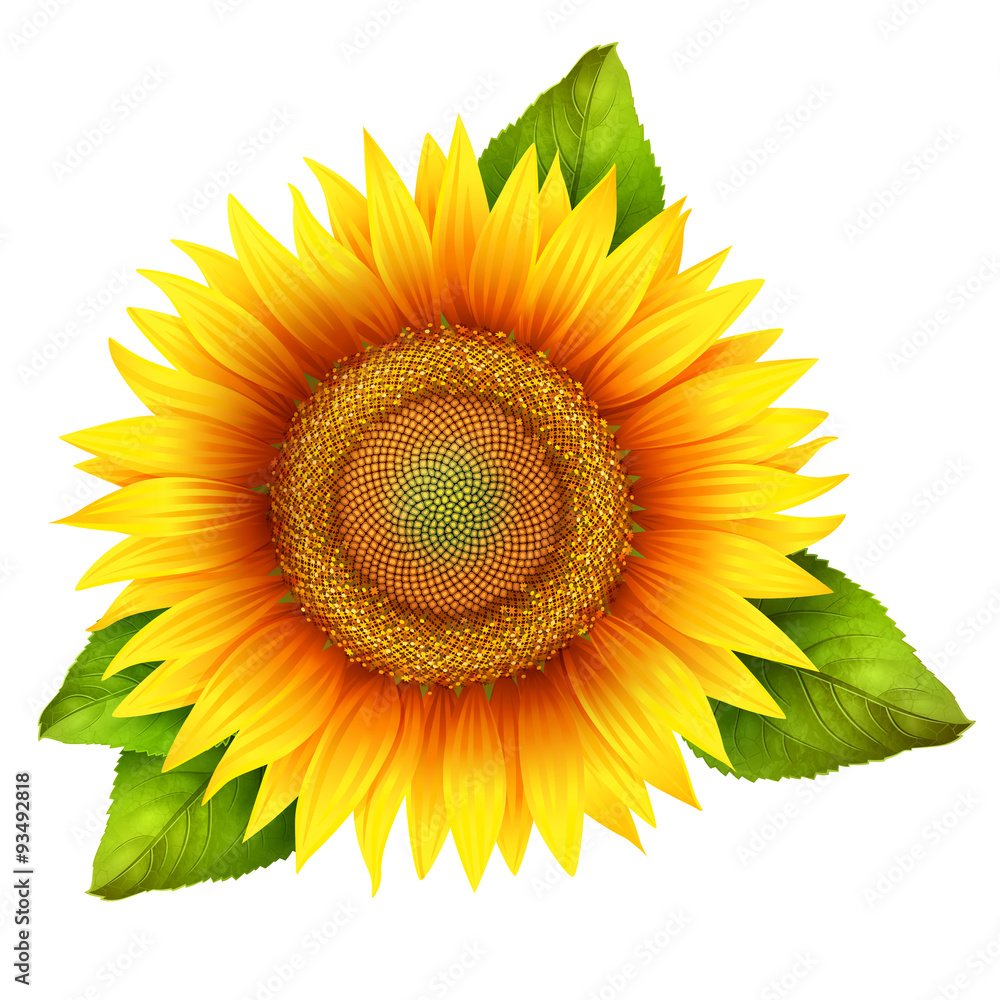 Naklejka premium Flower of sunflower with leaves, isolated on white, vector 