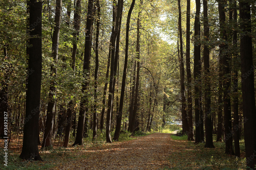 summer landscape in the park