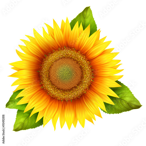 Flower of sunflower with leaves, isolated on white, vector 