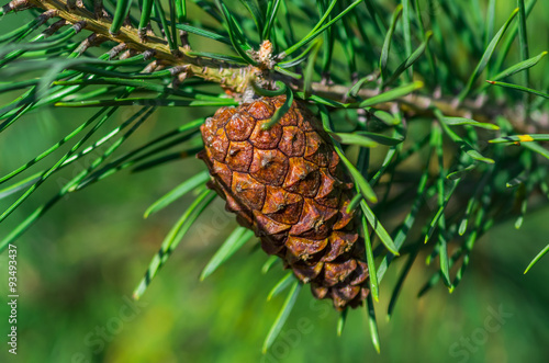 growing pine cone on a branch close