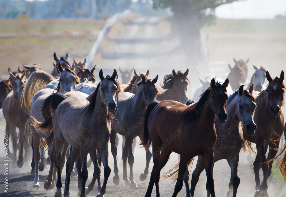 Herd of arabian horses on the village dusty road