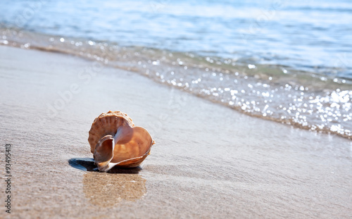 Sea shell on the sandy beach