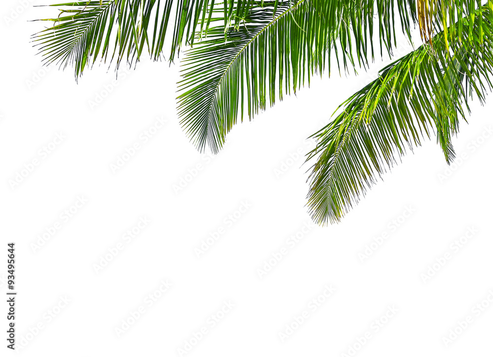 Naklejka premium Coconut palm tree