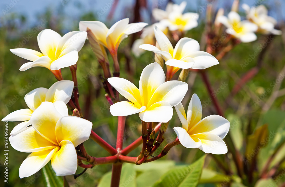 Obraz premium beautiful white frangipani flowers on dark background