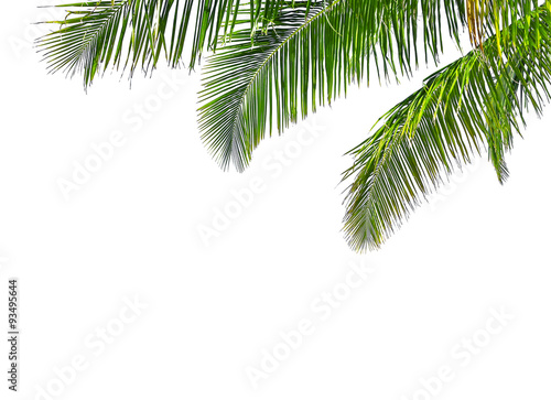 Coconut palm tree © preto_perola