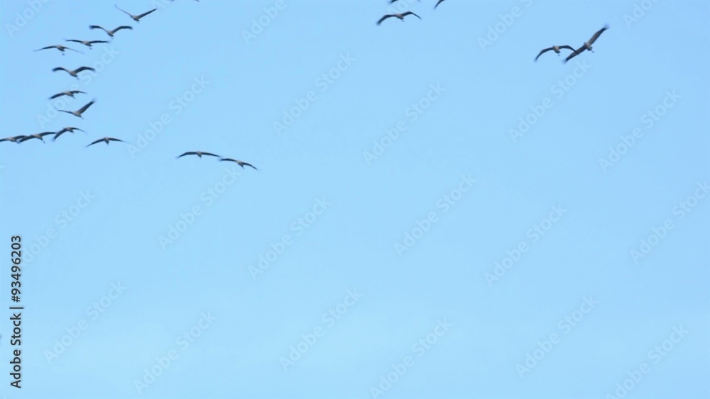 Migrating Common Cranes or Eurasian Cranes (Grus Grus) birds flying in the clear blue sky during an autumn day. Migrating Common Cranes or Eurasian Cranes (Grus Grus) birds flying in the clear blue sky during an autumn day.