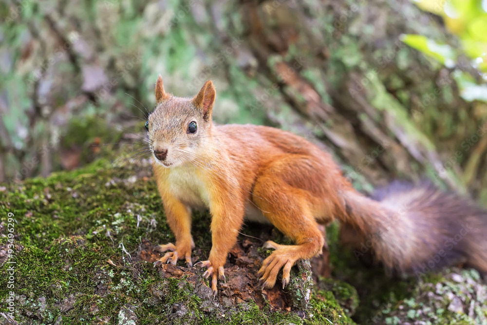 Brown squirrel Brown squirrel