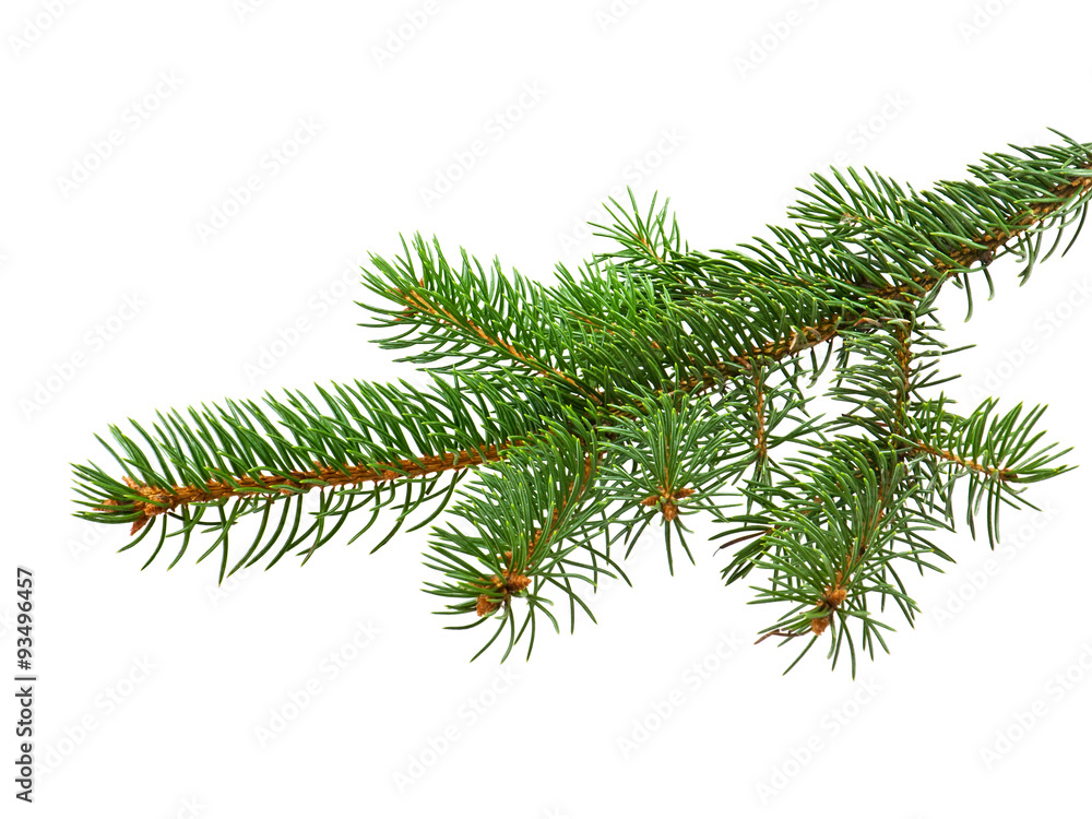 Branch of Christmas tree Branch of Christmas tree