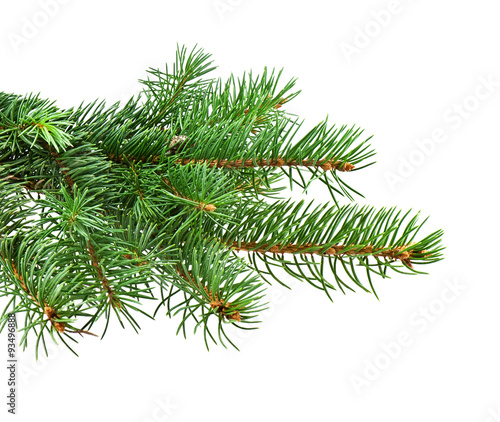 Branch of Christmas tree