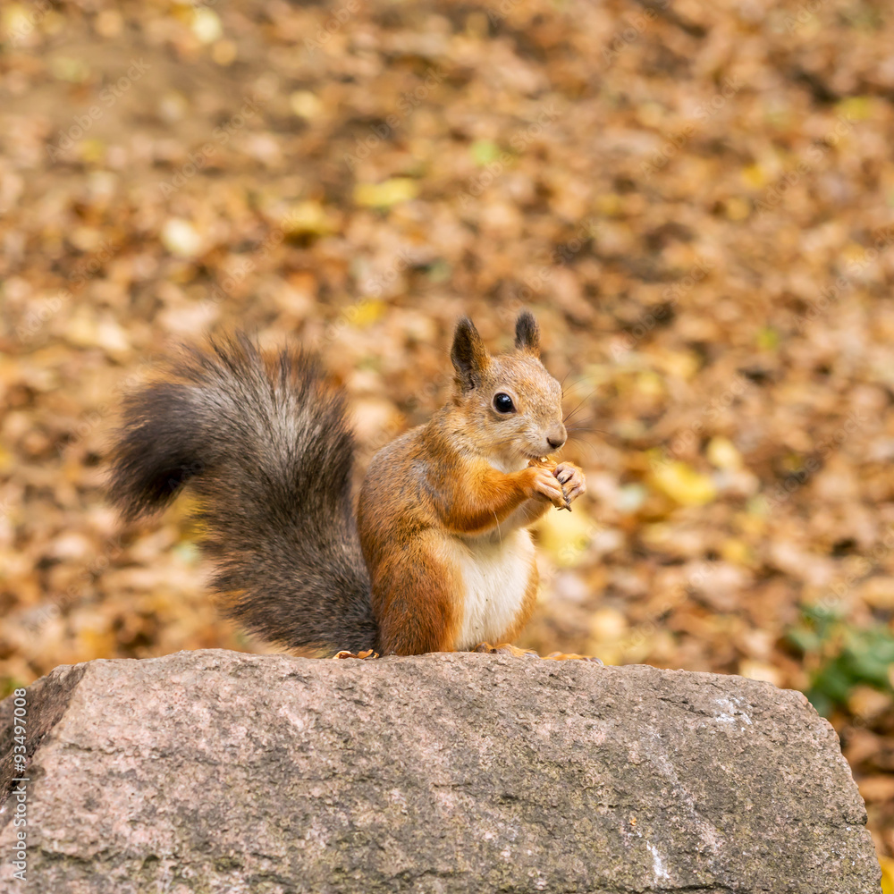 Squirrel eating nuts Squirrel eating nuts