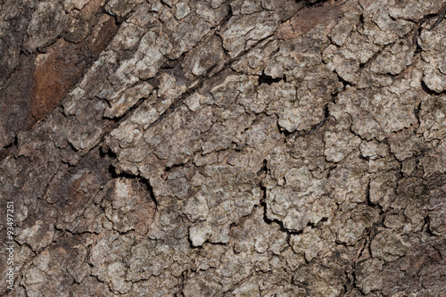 Coniferus tree bark extreme closeup texture