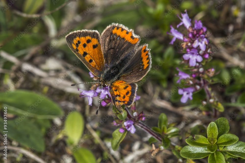 Kleiner Feuerfalter (Lycaena phlaes) Kleiner Feuerfalter (Lycaena phlaes)