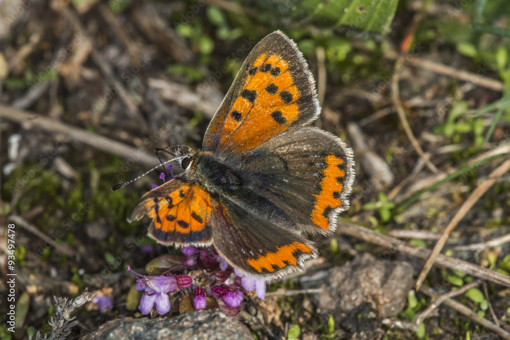 Kleiner Feuerfalter (Lycaena phlaes) Kleiner Feuerfalter (Lycaena phlaes)
