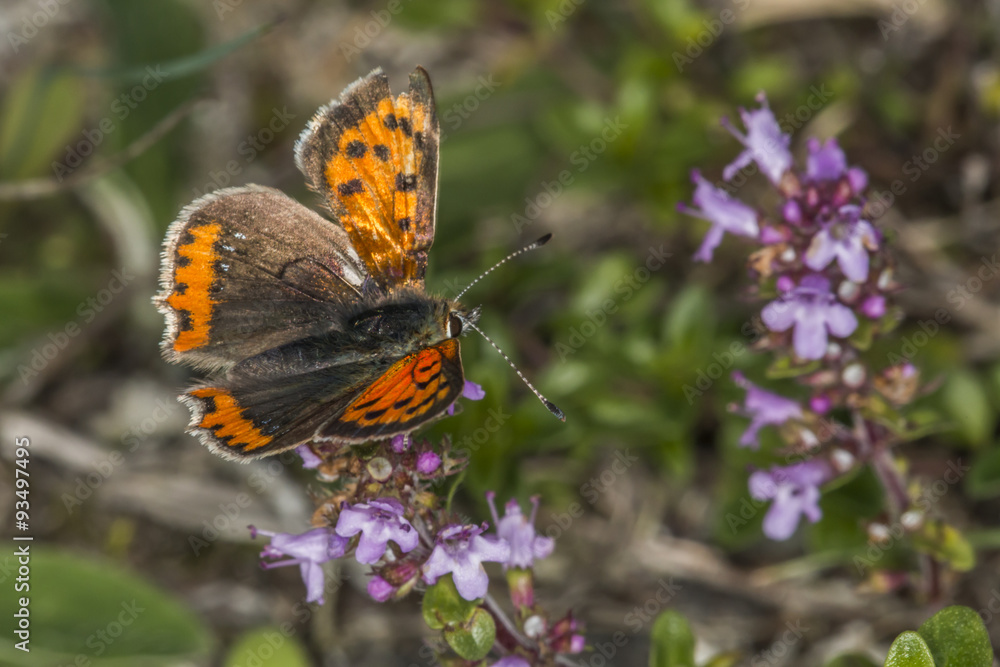 Kleiner Feuerfalter (Lycaena phlaes) Kleiner Feuerfalter (Lycaena phlaes)