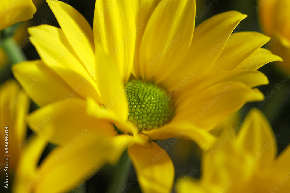 Chrysanthemum Yellow Chrysanthemum Yellow