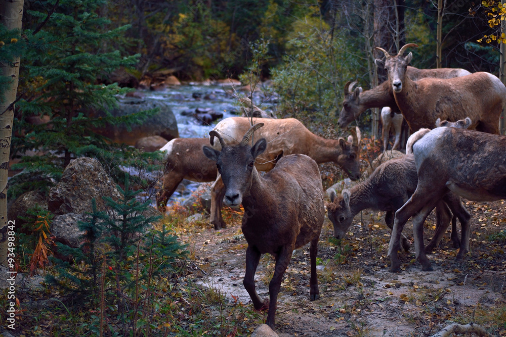 Herd of Wild Goats in the Mountains by a Stream Herd of Wild Goats in the Mountains by a Stream