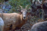 Wild Goat with Horns in a Herd in the Mountains