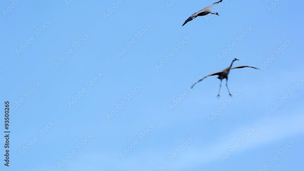 Migrating Common Cranes or Eurasian Cranes (Grus Grus) birds flying in the clear blue sky during an autumn day. Migrating Common Cranes or Eurasian Cranes (Grus Grus) birds flying in the clear blue sky during an autumn day.