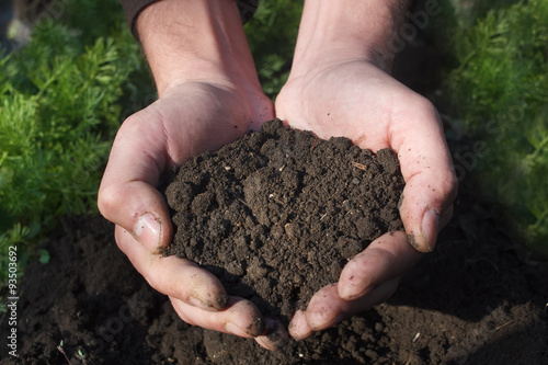 Hope.Male hands holding young plant. Ecology concept