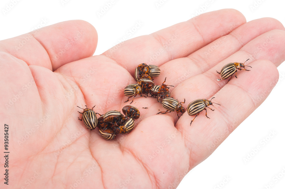 Obraz premium Colorado beetles on palms