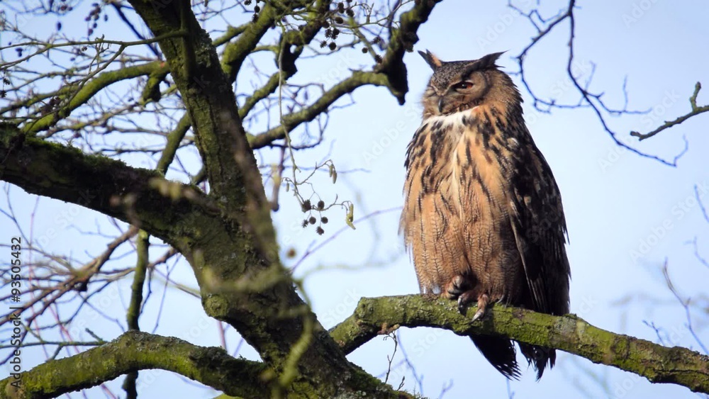 Eurasian eagle-owl (Bubo bubo) sitting high up in a tree. The bird of prey is cleaning its feathers in the sun.