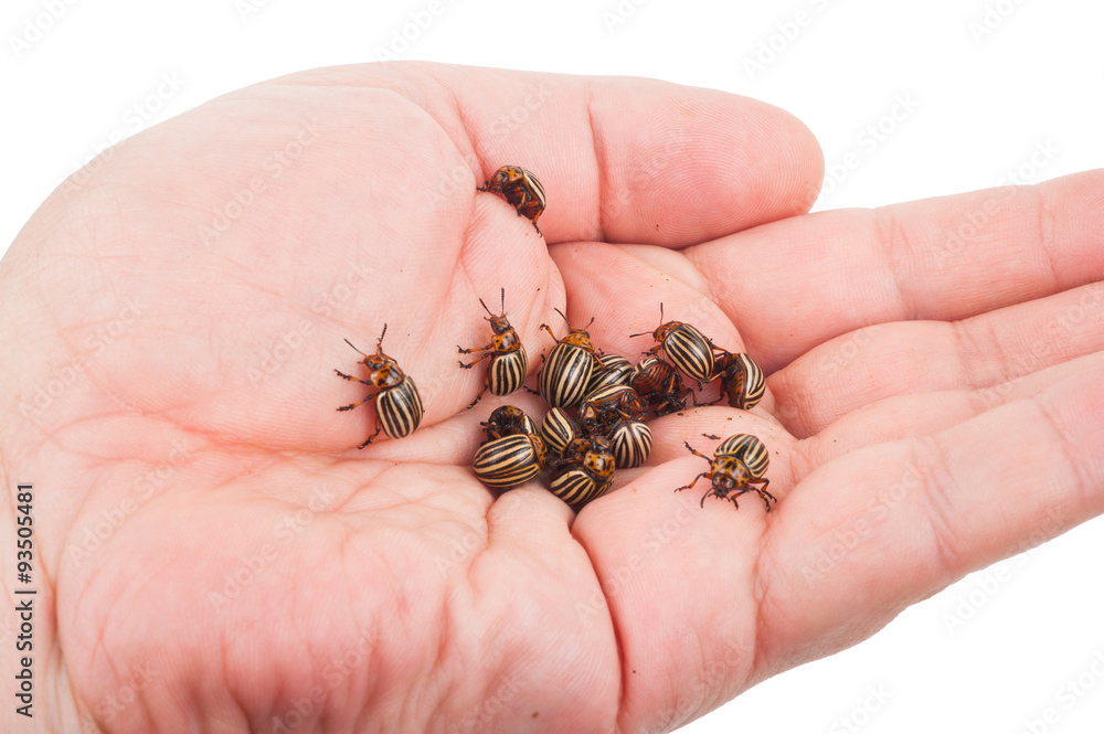 Obraz premium Colorado beetles on palms