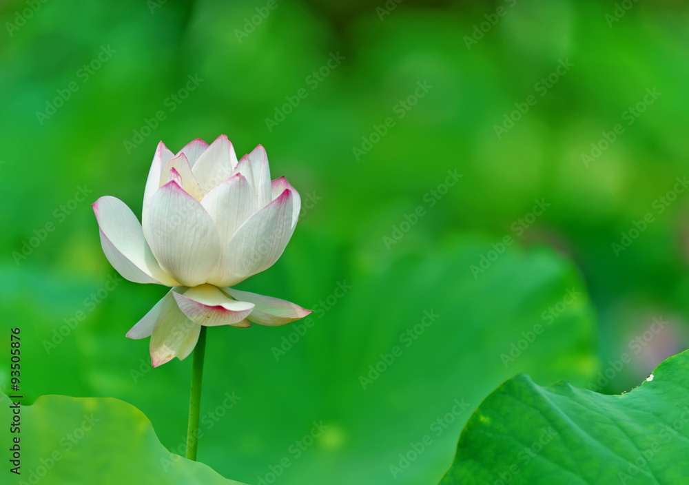 Obraz premium lotus flower blossom