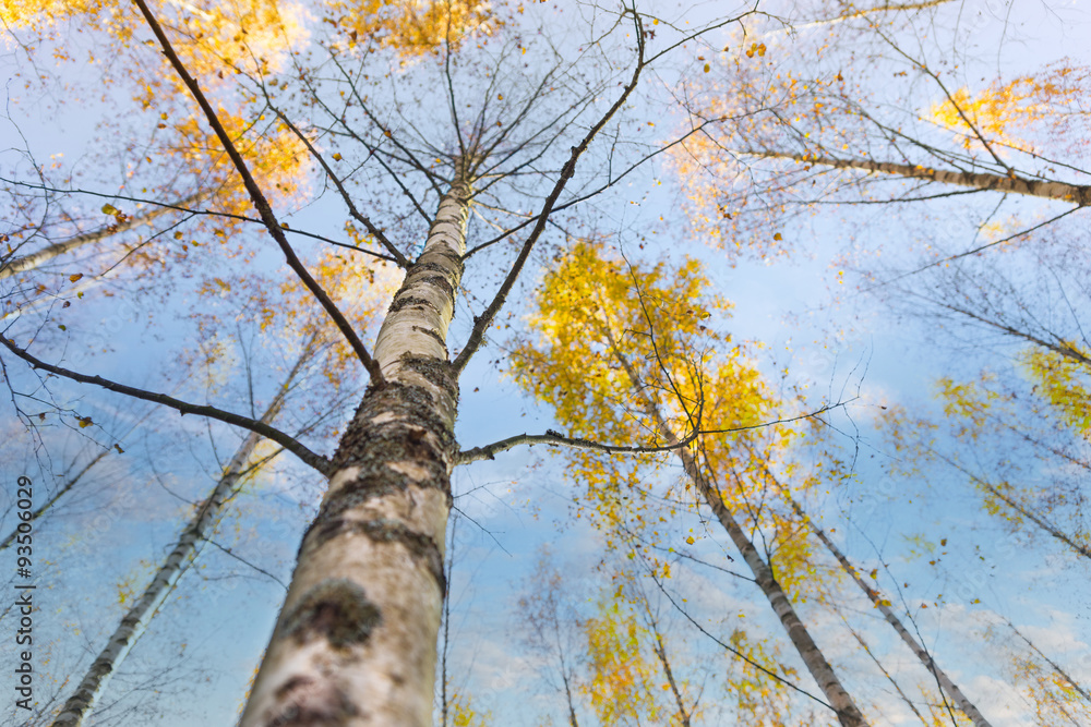 Fototapeta premium birch tree in autumn