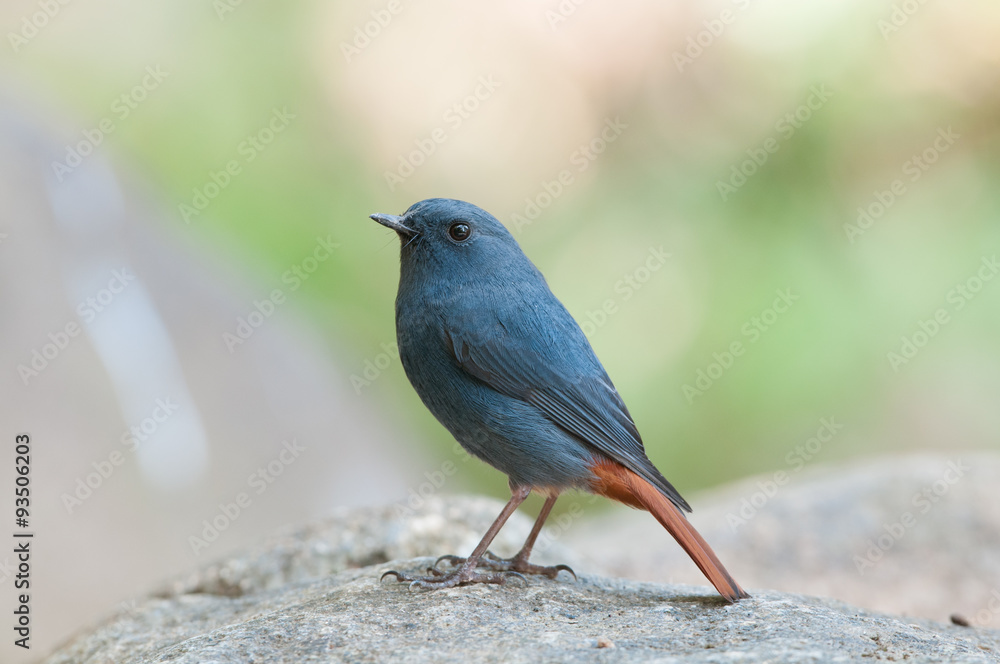 Fototapeta premium The plumbeous water redstart (Rhyacornis fuliginosa) is a species of bird in the family Muscicapidae. It is found in South Asia, Southeast Asia and China.