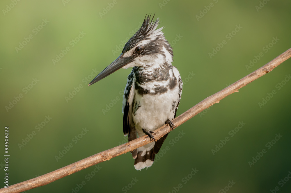 The pied kingfisher (Ceryle rudis) is a water kingfisher and is found widely distributed across Africa and Asia. Its black and white plumage, The pied kingfisher (Ceryle rudis) is a water kingfisher and is found widely distributed across Africa and Asia. Its black and white plumage,