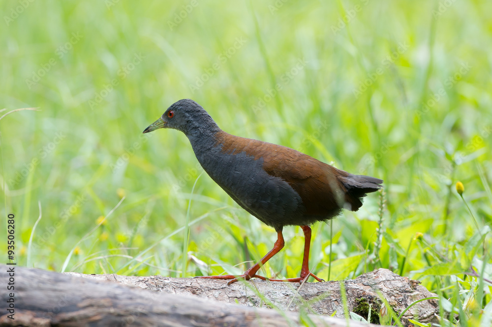 Obraz premium The black-tailed crake (Amaurornis bicolor) is a species of bird in the Rallidae family. It is found in Bhutan, China, India, Laos, Myanmar, Nepal, Thailand, and Vietnam.