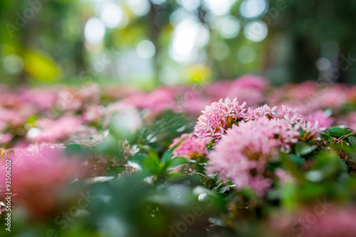 Fototapeta Naklejka Na Ścianę i Meble -  Close up of pink flower, West Indian Jasmine
