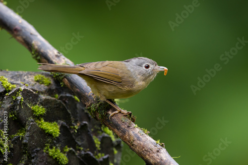 The grey-cheeked fulvetta (Alcippe morrisonia) is a species of bird in the Pellorneidae family. photo