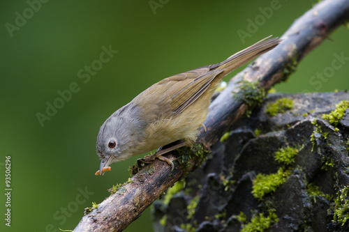 The grey-cheeked fulvetta (Alcippe morrisonia) is a species of bird in the Pellorneidae family. photo