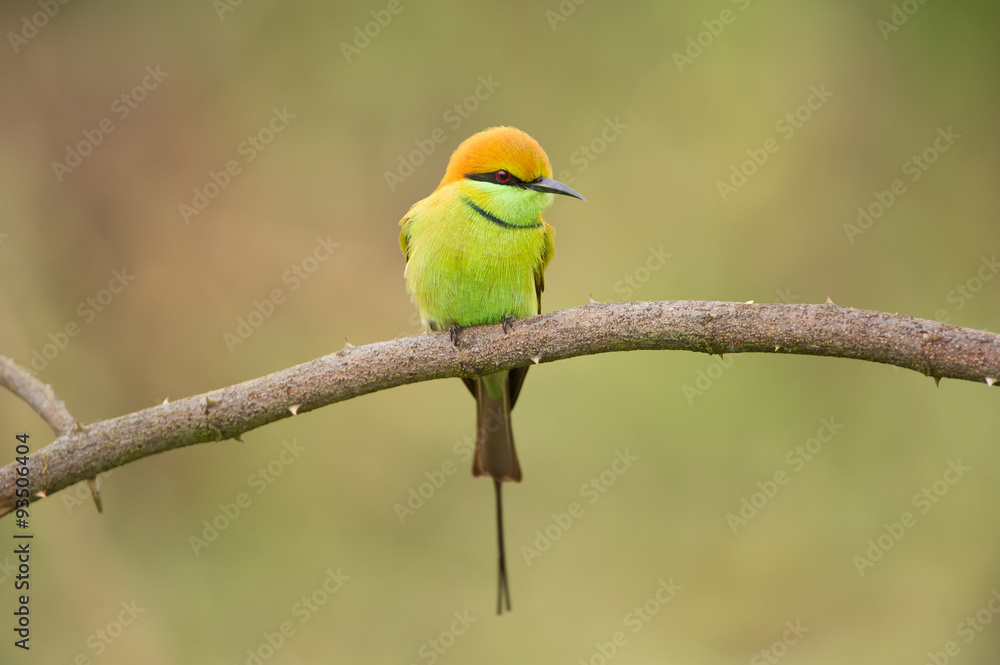 Fototapeta premium Birds Name: Green bee-eater 