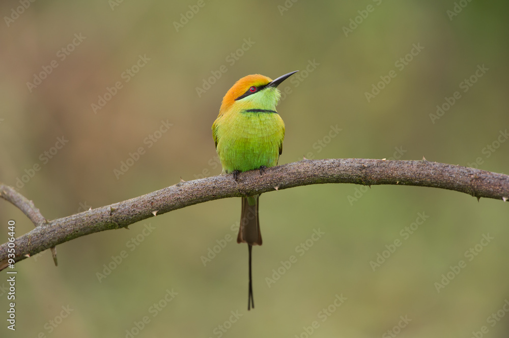Obraz premium Birds Name: Green bee-eater 