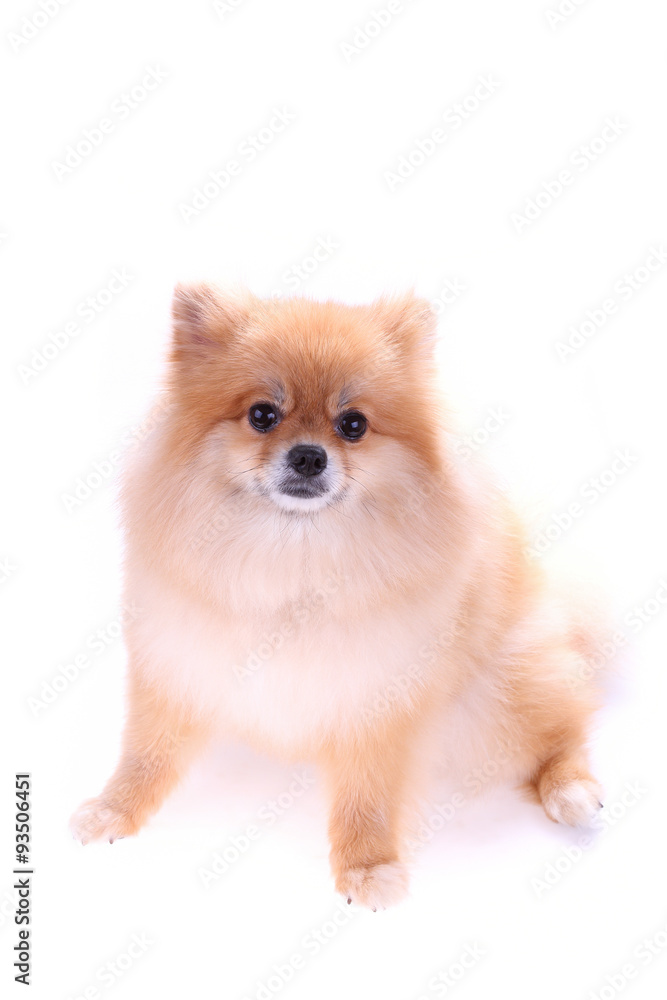 Obraz premium brown pomeranian dog isolated on white background, cute pet