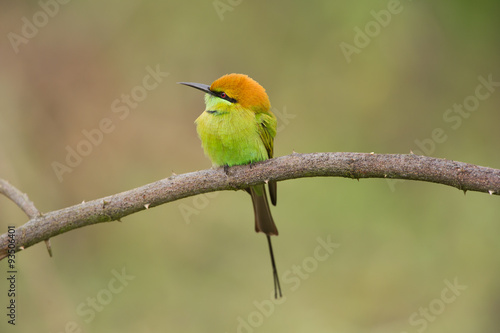 Birds Name: Green bee-eater   © mrpratan
