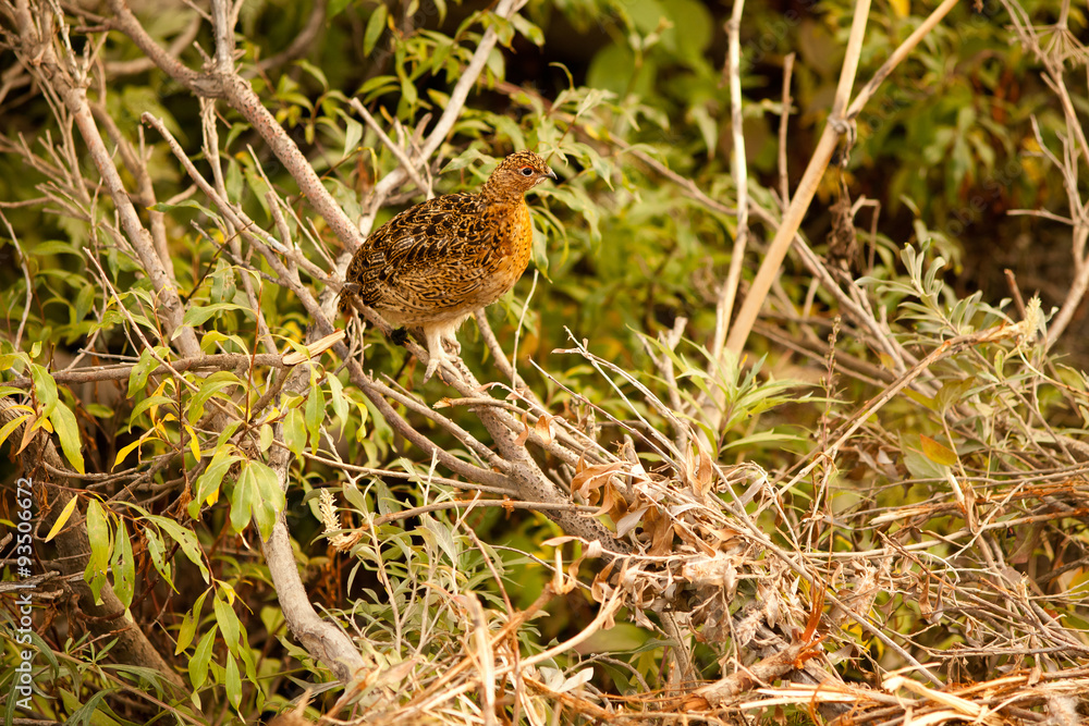 Ptarmigan