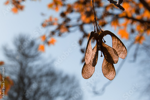maple seeds  autumn