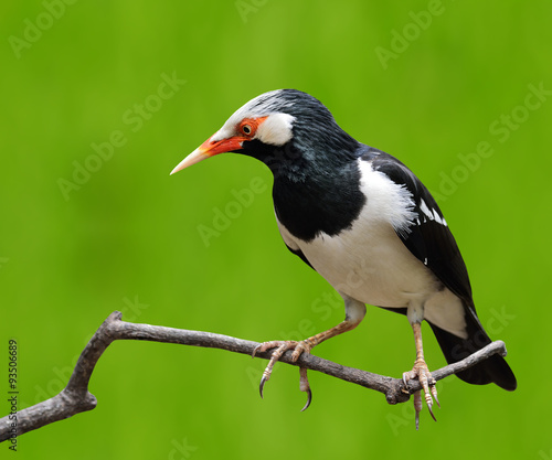 Asian Pied Starling or pied myna bird perching on the branch wit photo