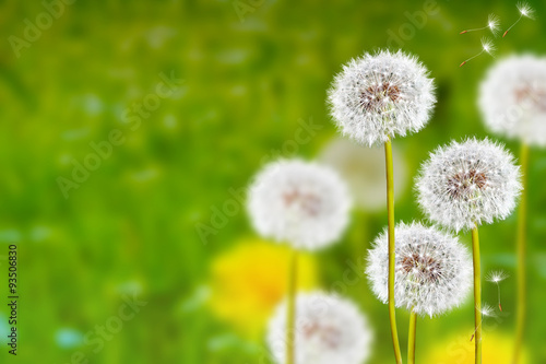 Wildflowers dandelions