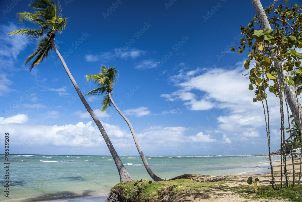 Tropical beach with palm trees in Dominican Republic