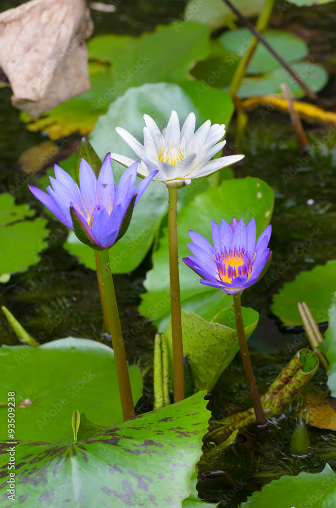 A water flower also called a lotus - in a pond surrounded by flo A water flower also called a lotus - in a pond surrounded by flo
