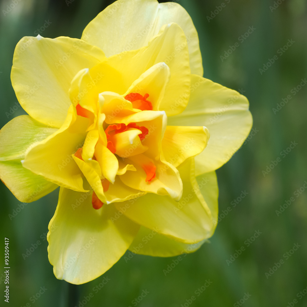 Daffodil Double Yellow Orange 1