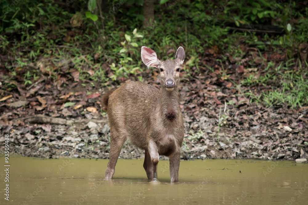 The sambar deer