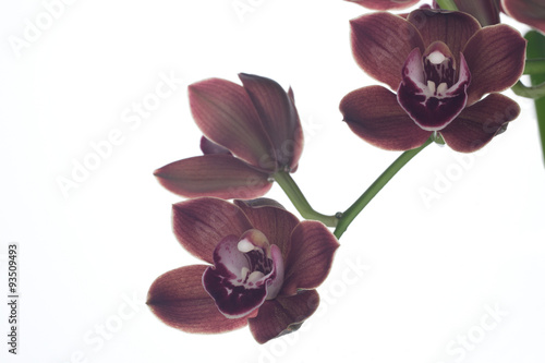 Fototapeta Naklejka Na Ścianę i Meble -  Orchid flowers over white (Cymbidium sp)