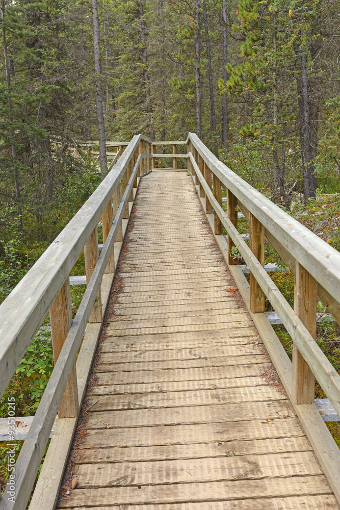Boardwalk into the Forest